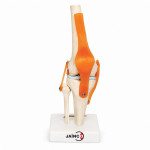 Human Knee Joint Model